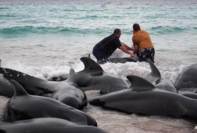 救援人员“乐观”地认为搁浅的鲸鱼可以在澳大利亚生存